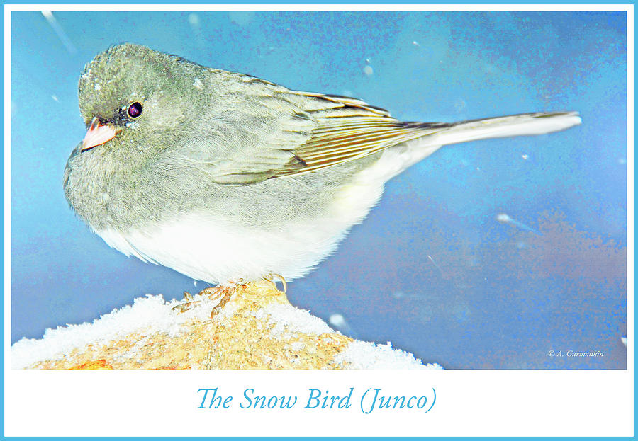 Snowbird in Winter, Slate-colored Junco #2 Photograph by A Macarthur Gurmankin