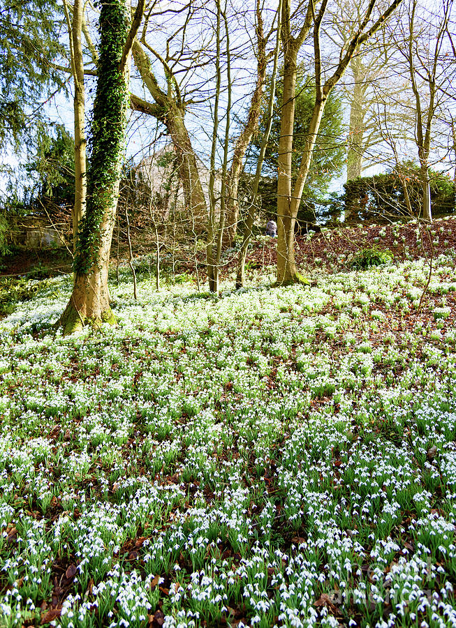 Snowdrops #2 Photograph by Colin Rayner