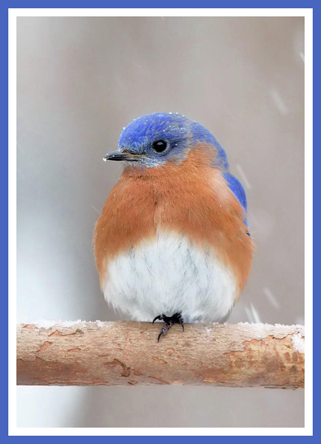 Snowy Bluebird #2 Photograph by Jack Nevitt