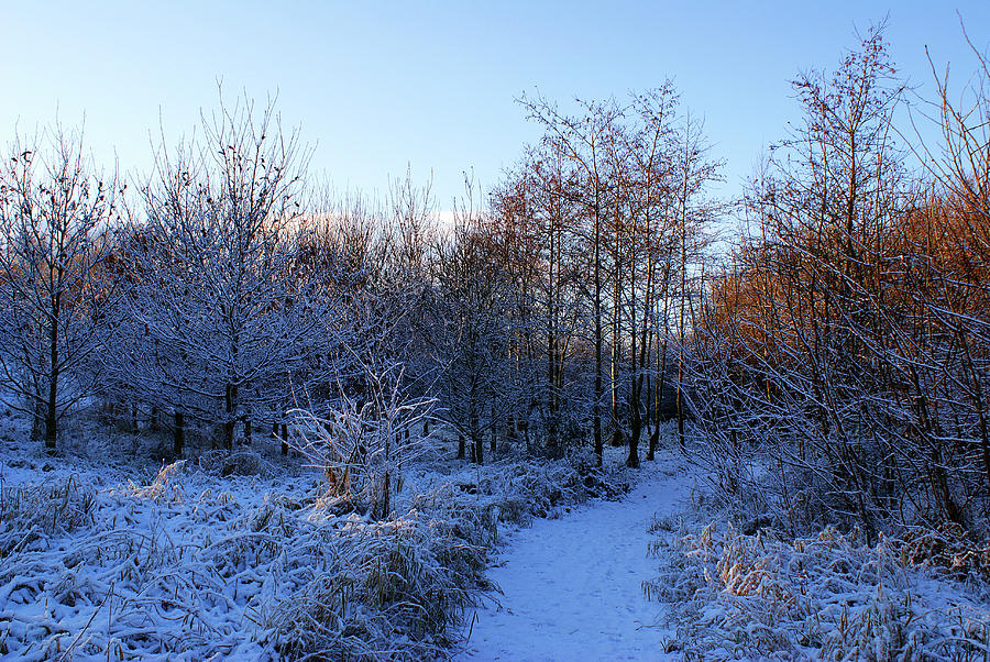 Snowy Cabin Wood Photograph By Colin Clarke