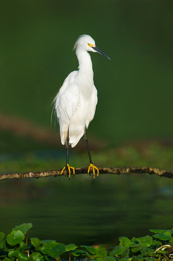 Nature Photograph - Snowy Egret Egretta Thula, Tortuguero #2 by Panoramic Images