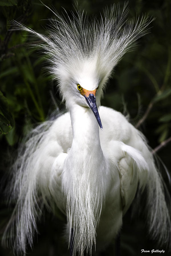 Snowy Egret #2 Photograph by Fran Gallogly