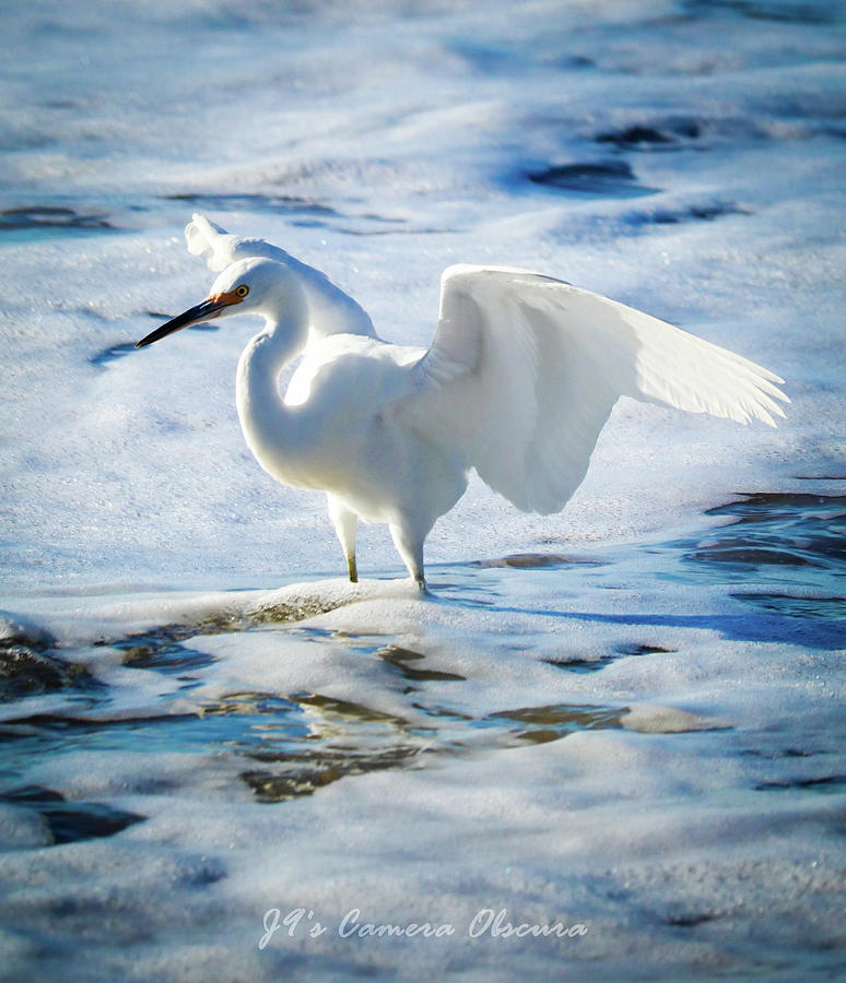 Snowy Egret #2 Photograph by Dr Janine Williams