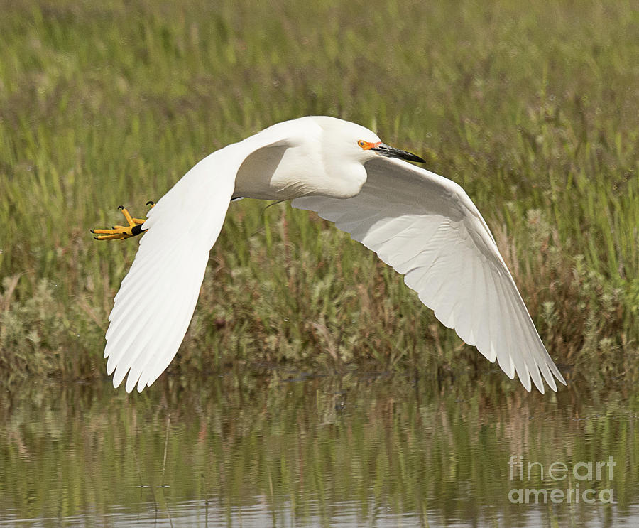 Egret Photograph - Snowy Egret on the Wing #2 by Dennis Hammer