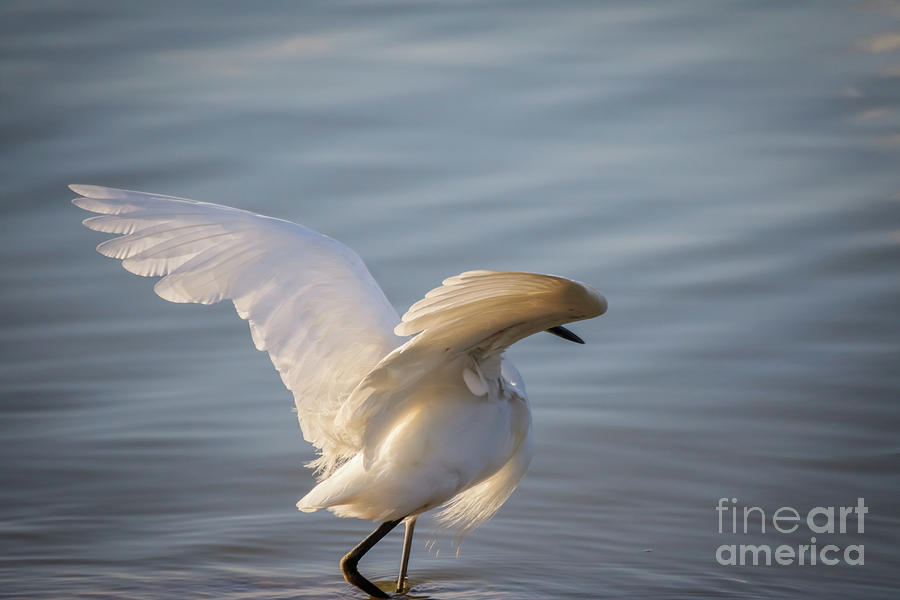 Snowy Egret by Richard Smith Snowy Egret by Richard Smith