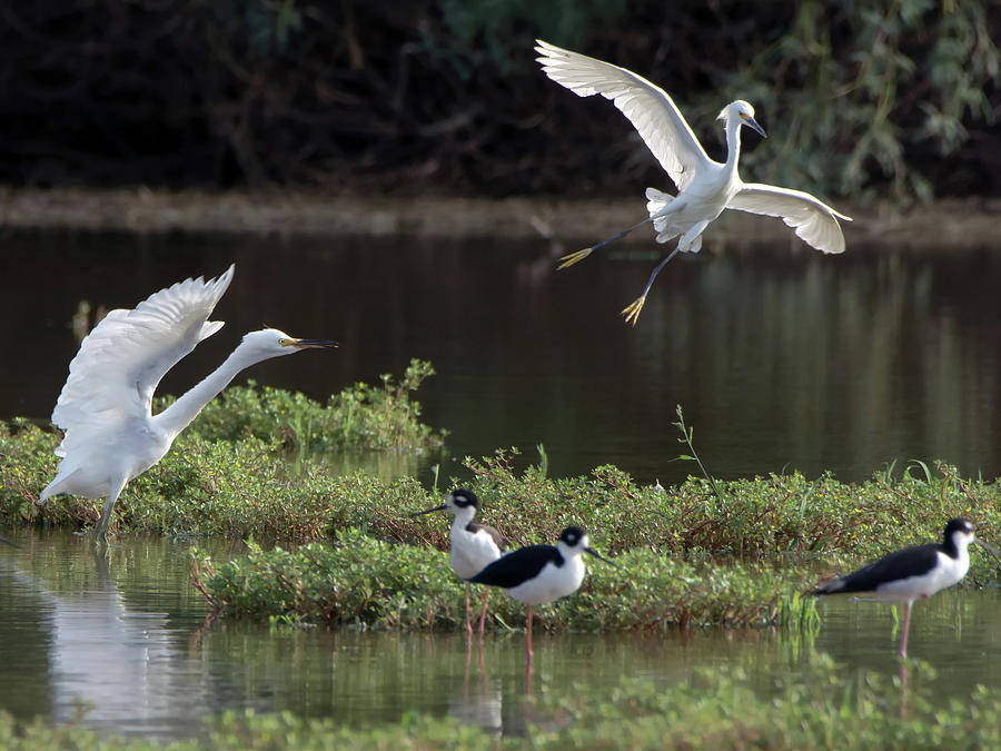 Snowy Egrets and Black-necked Stilts Photograph by Tam Ryan