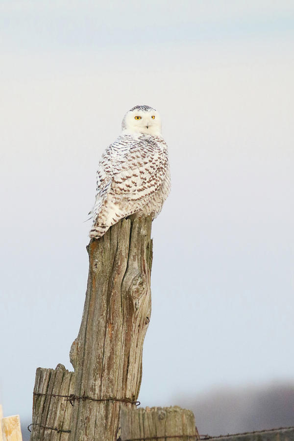 Snowy Owl  #2 Photograph by Brook Burling