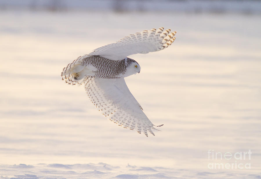 Snowy Owl In Flight #2 Photograph by Marie Read