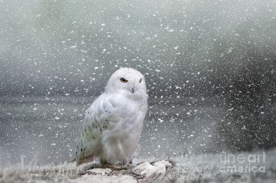 Nature Digital Art - Snowy Owl by Kathleen Rinker
