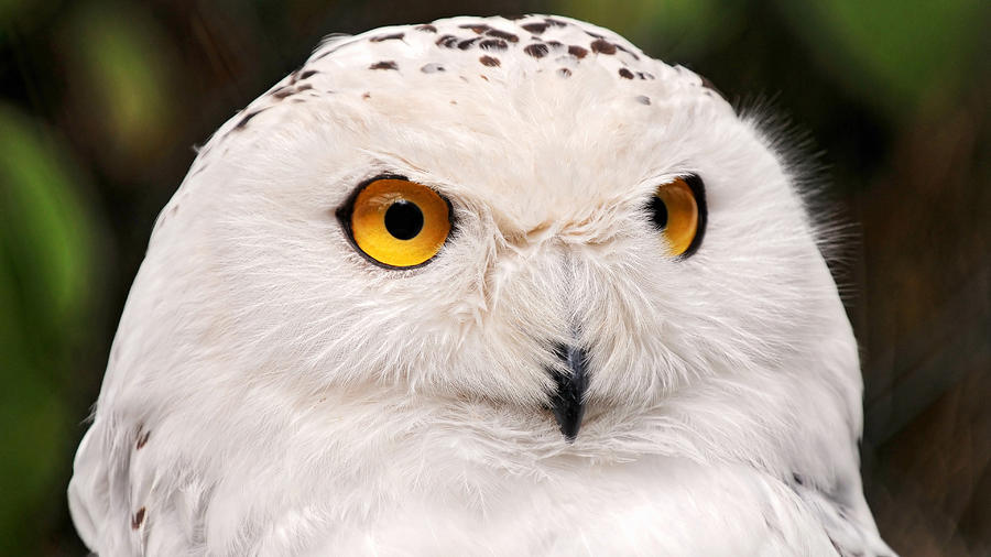 Eagle Digital Art - Snowy Owl #2 by Super Lovely