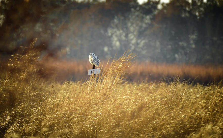 Wildlife Photograph - Snowy Owl #2 by Victor Hiltz