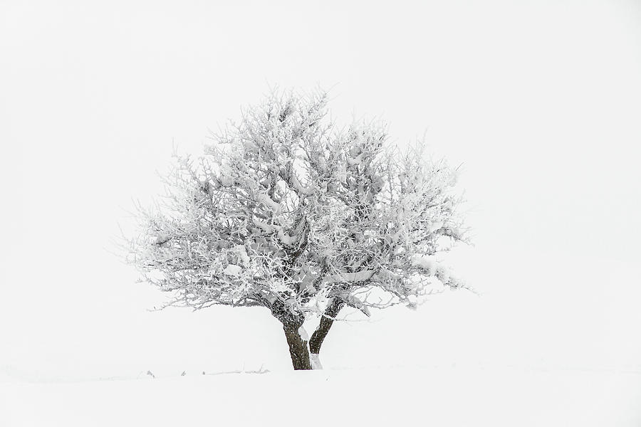 Snowy tree - 3 Photograph by Paul MAURICE