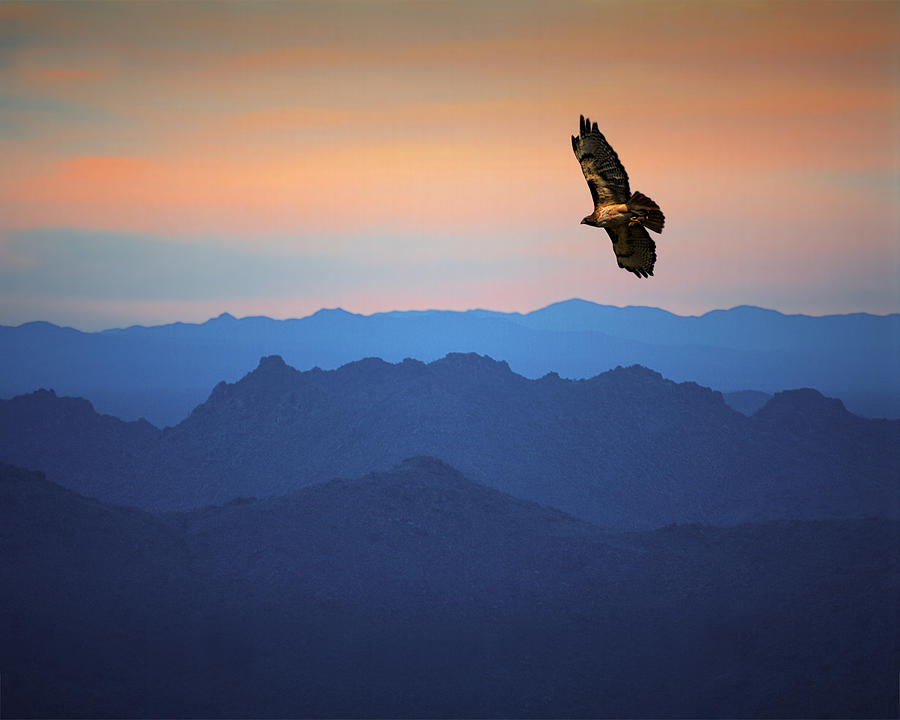 Soaring Red Tailed Hawk at Sunset #2 Photograph by Randall Nyhof
