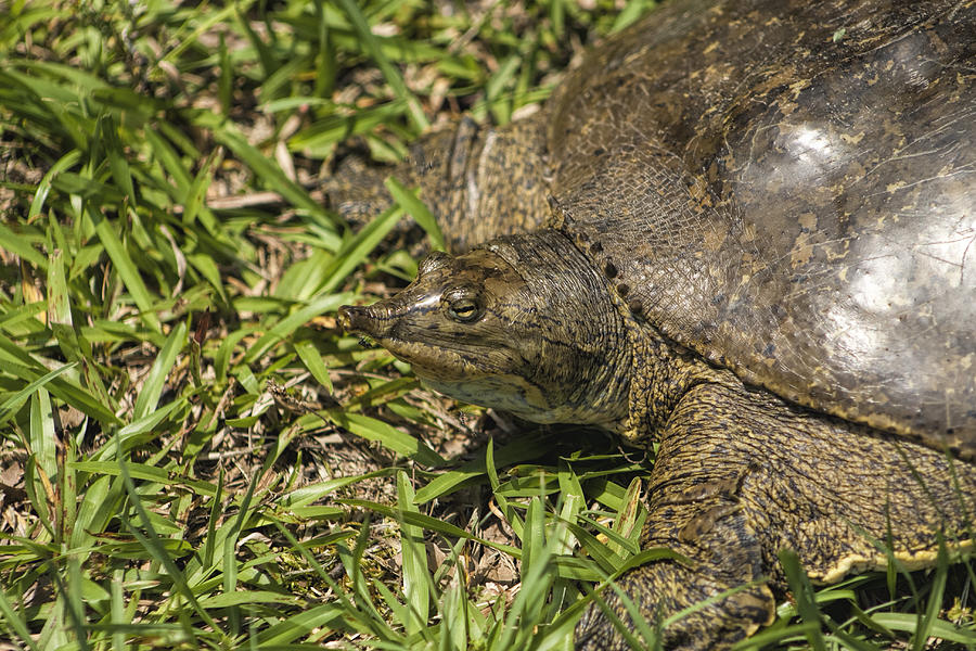 Soft Florida Shelled Turtle - Apalone Ferox #2 Photograph by Kathy Clark