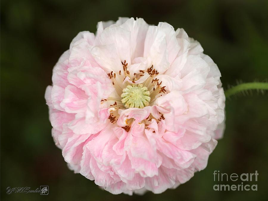Soft Pink and White Poppy from the Angels Choir Mix #5 Photograph by J McCombie