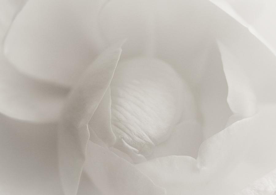 Softly Tender... #2 Photograph by The Art Of Marilyn Ridoutt-Greene