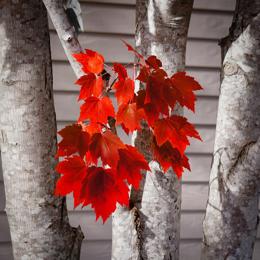 Some Red Leaves #2 Photograph by Ronda Broatch