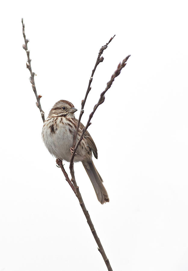 Song Sparrow #2 Photograph by Jim Zablotny