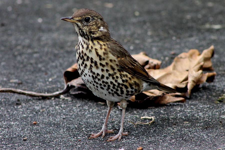 Song Thrush Photograph by Jill Black