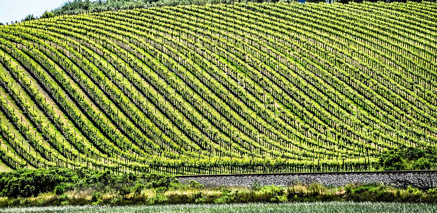 Sonoma And Napa Valley Vinyards In California #2 Photograph by Alex Grichenko