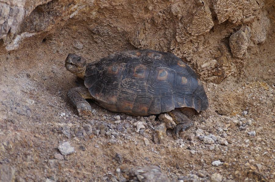 Sonoran Desert Tortoise Photograph by Dennis Boyd - Pixels