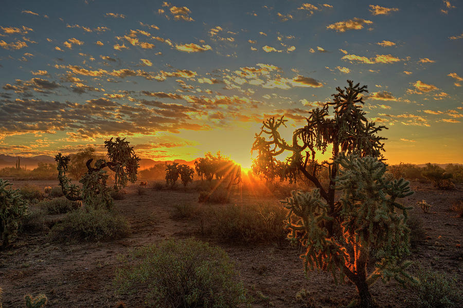 Sonoran Sunrise #2 Photograph by Sue Cullumber