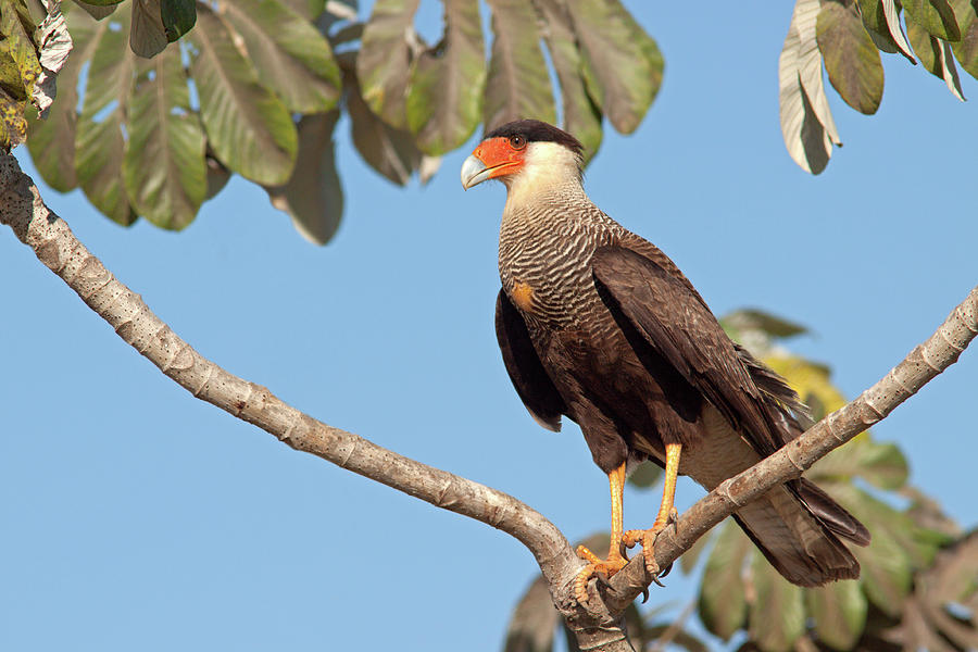 Southern Crested Caracara #2 Photograph by Aivar Mikko