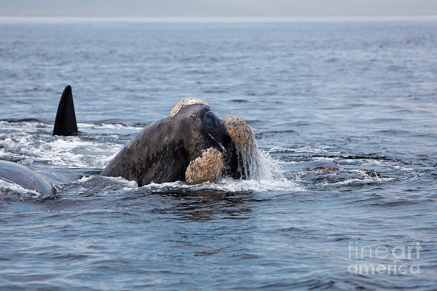 Southern Right Whale Eubalaena Australis #2 Photograph by Gerard Lacz