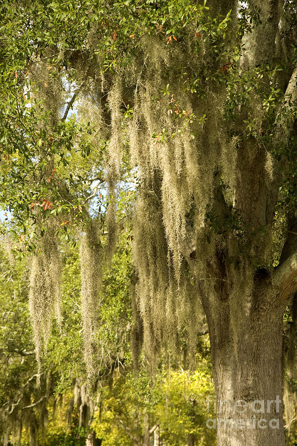 Tree Moss. Spanish Moss