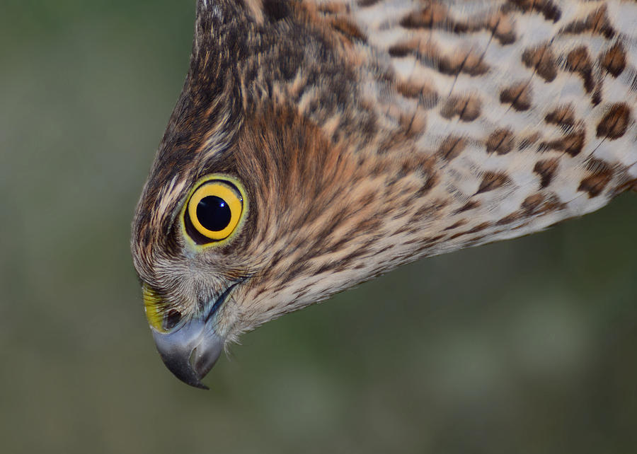 Sparrowhawk #2 Photograph by Gavin MacRae