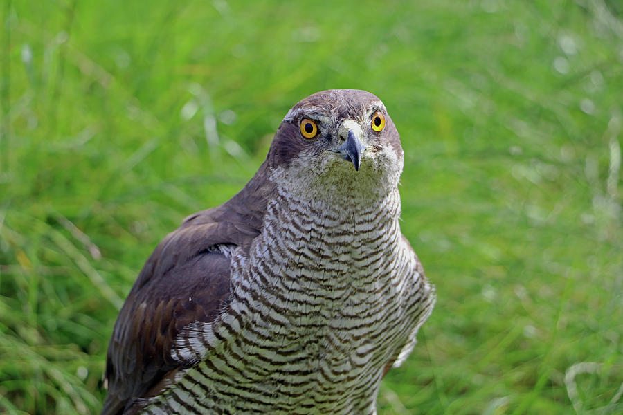 Hawk Photograph - Sparrowhawk #2 by Tony Murtagh