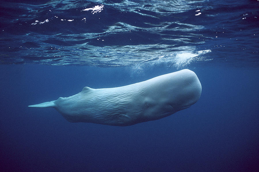 Mammal Photograph - White Sperm Whale  #1 by Hiroya Minakuchi
