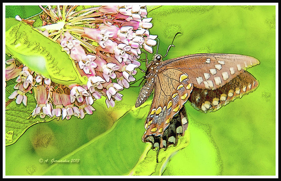 Spicebush Butterfly on Milkweed #2 Photograph by A Macarthur Gurmankin