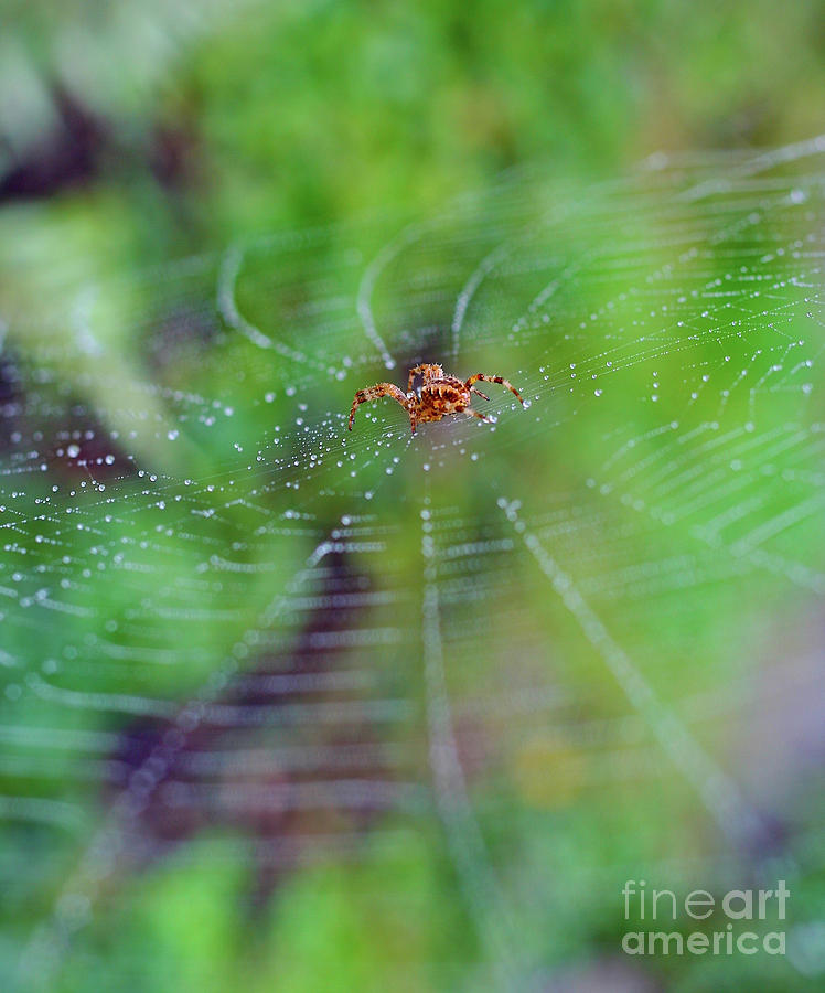 Spider in a Dew Covered Web #2 Photograph by Bruce Block