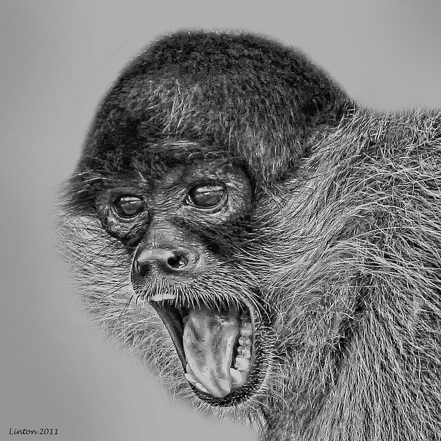 Spider Monkey 2 #2 Digital Art by Larry Linton