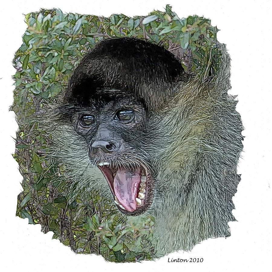 Spider Monkey #2 Digital Art by Larry Linton