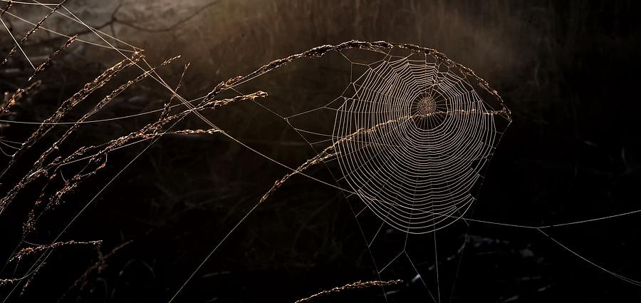 Spider Digital Art - Spider Web #2 by Maye Loeser