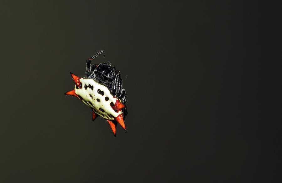 Spiny Orb Weaver Photograph