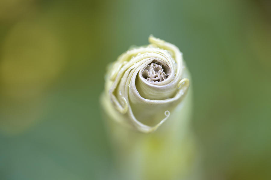 Flowers Still Life Photograph - Spiral #2 by Nailia Schwarz