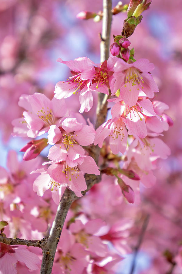 Spring Bloom Tree With Pink Flowers #2 Photograph by Alex Grichenko