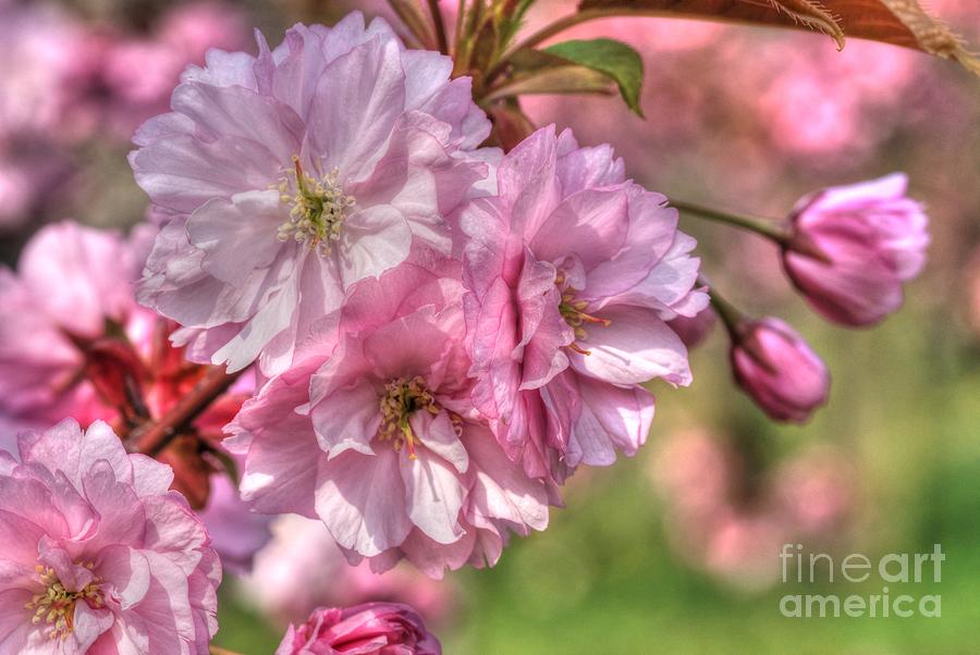 Spring Blossom #1 Photograph by David Birchall