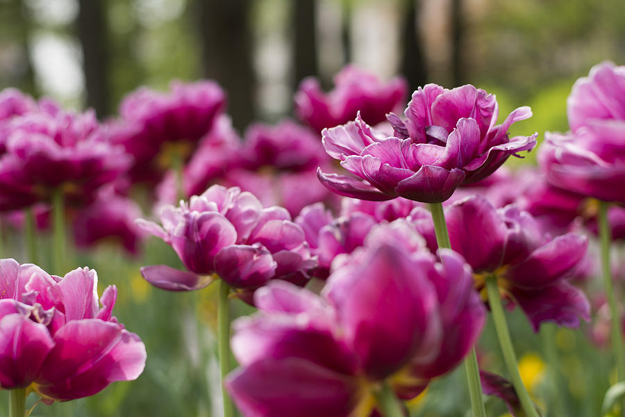 Flower Photograph - Spring blossom of pink tulips in park #2 by Newnow Photography By Vera Cepic