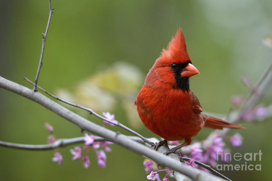 Cardinal Photograph - Spring Cardinal by Charles Trinkle
