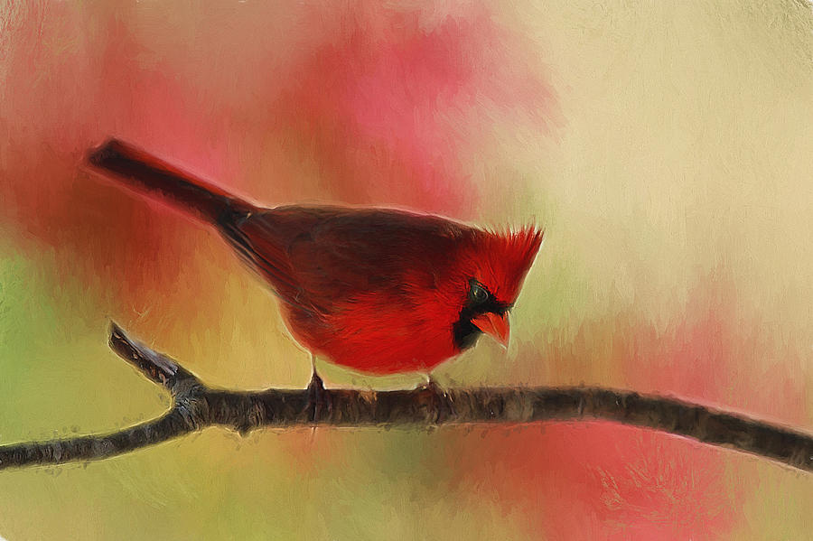 Cardinal Photograph - Spring Cardinal #2 by Darren Fisher