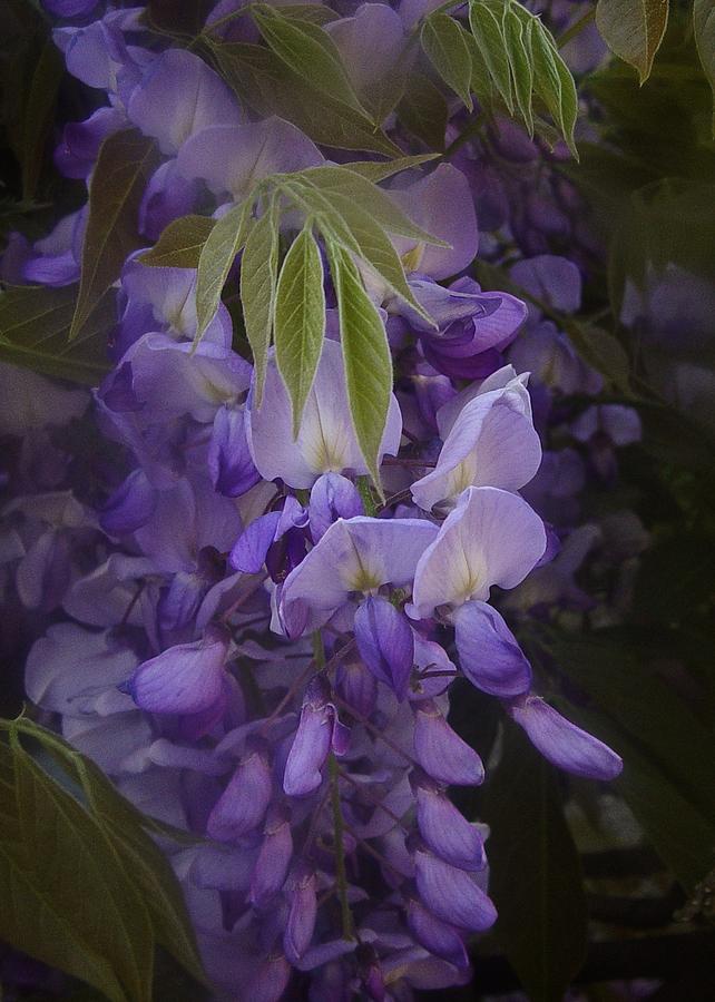 Wysteria Photograph by Richard Cummings