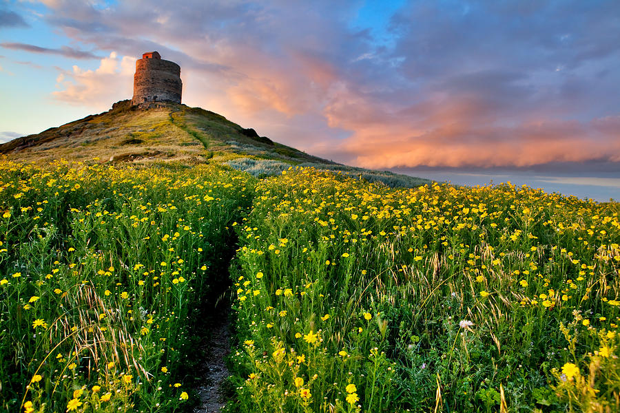 Spring Flower Field With Trail To Castle Tower #2 Photograph by Dirk Ercken