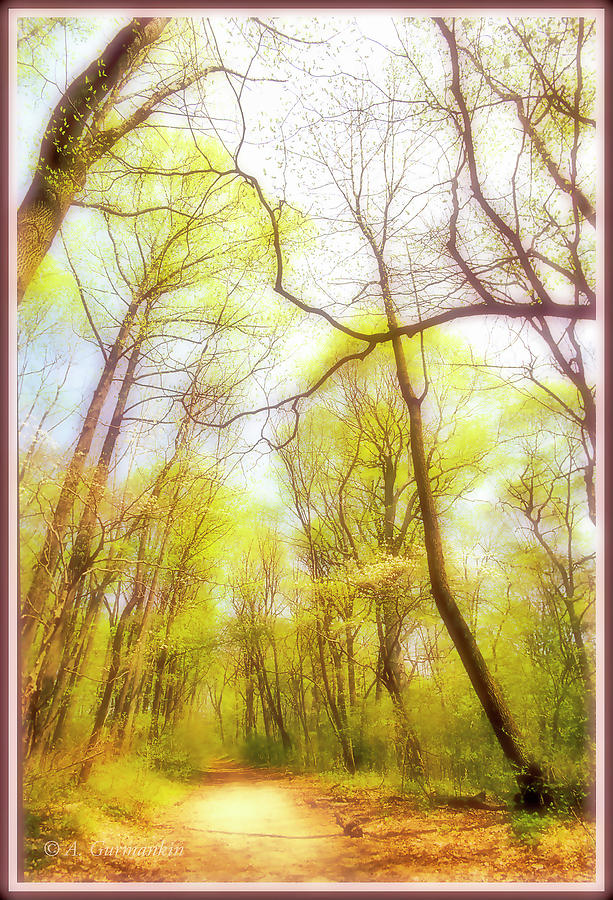 Spring in a Pennsylvania Forest #2 Photograph by A Macarthur Gurmankin