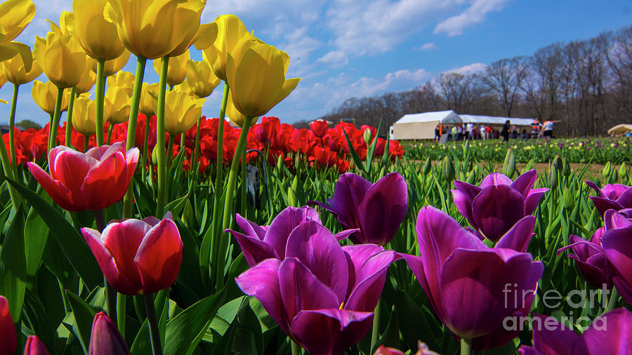 Spring Tulips on a nice spring day. Photograph by New England Photography