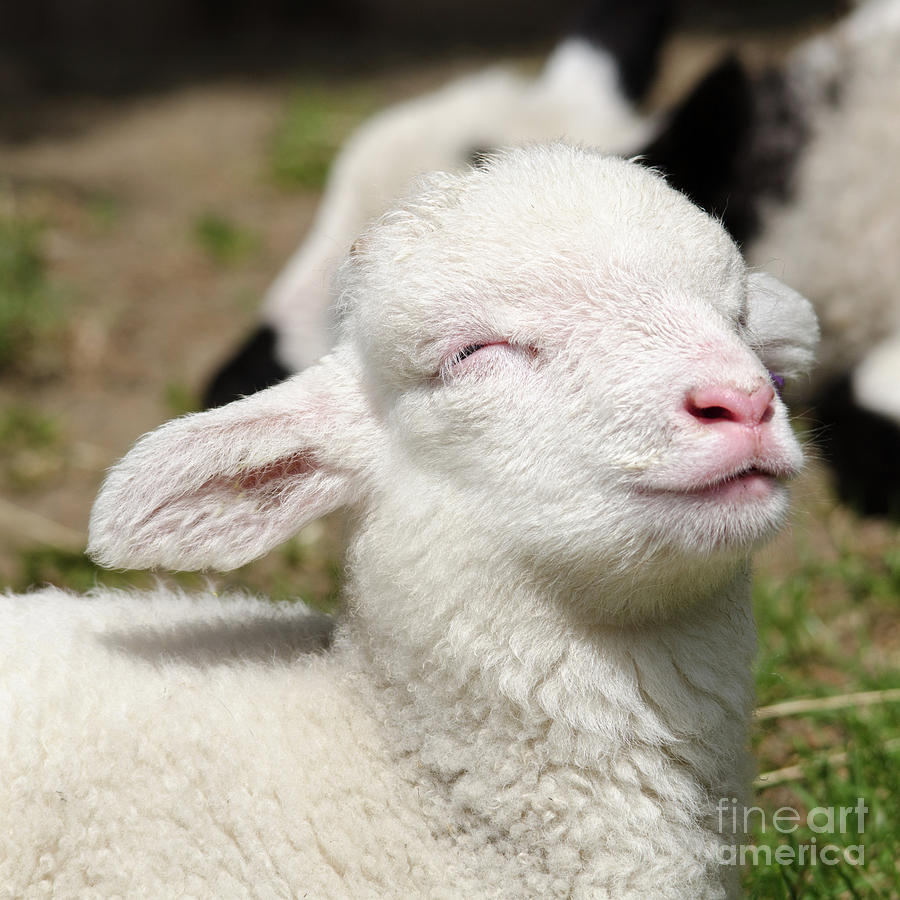 Sheep Photograph - Spring lamb #2 by Steev Stamford