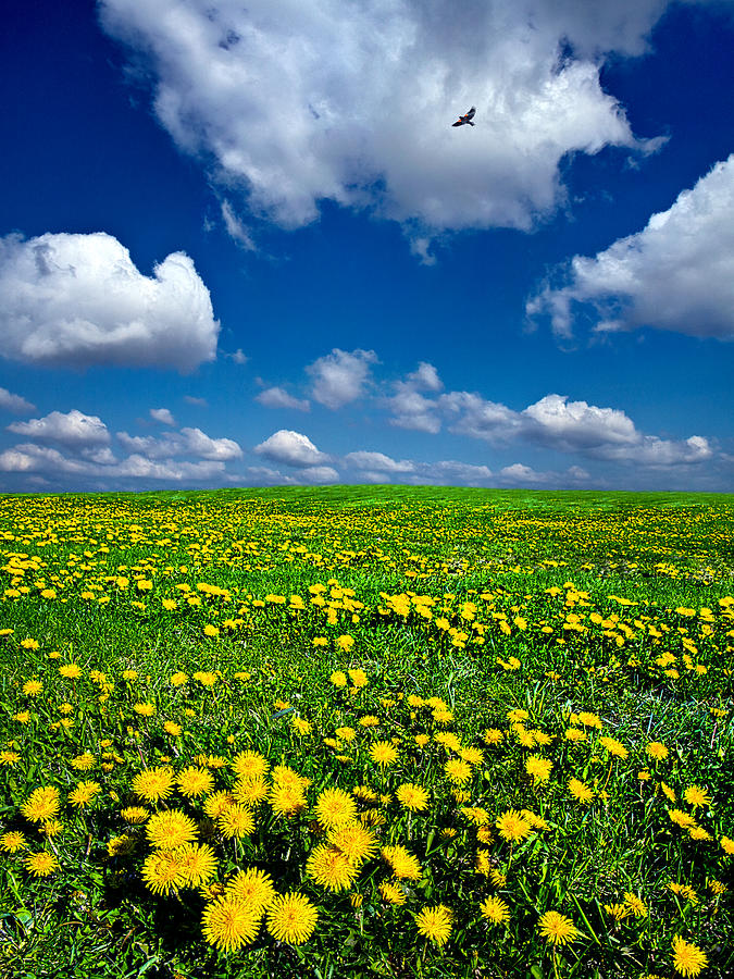Landscape Photograph - Spring #2 by Phil Koch